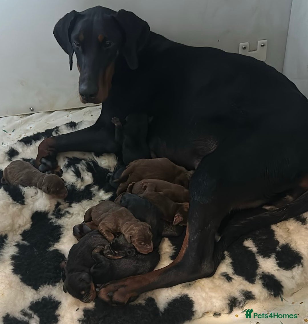 Dobermann dogs for sale: Ready New Year’s Eve - kc health tested  - Advert 6