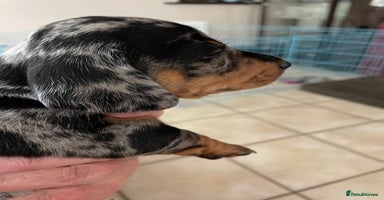 Miniature Dachshund dogs - Advert 14