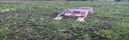 English Bulldog dogs for sale: Fully Vaccinated Ready To leave English Bulldog - Advert 19