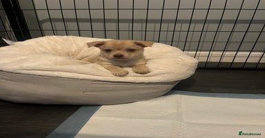 Pomeranian dogs - Advert 13