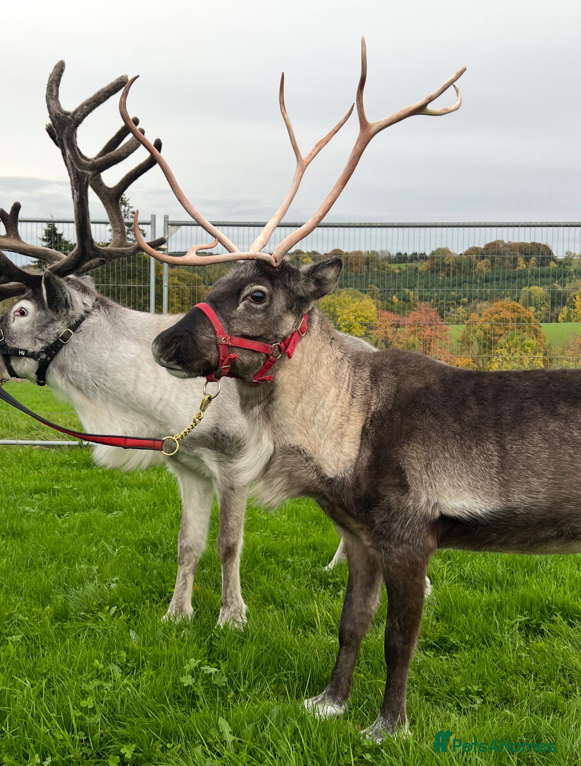 Mixed Breed livestock Reindeer for sale  - Advert 3