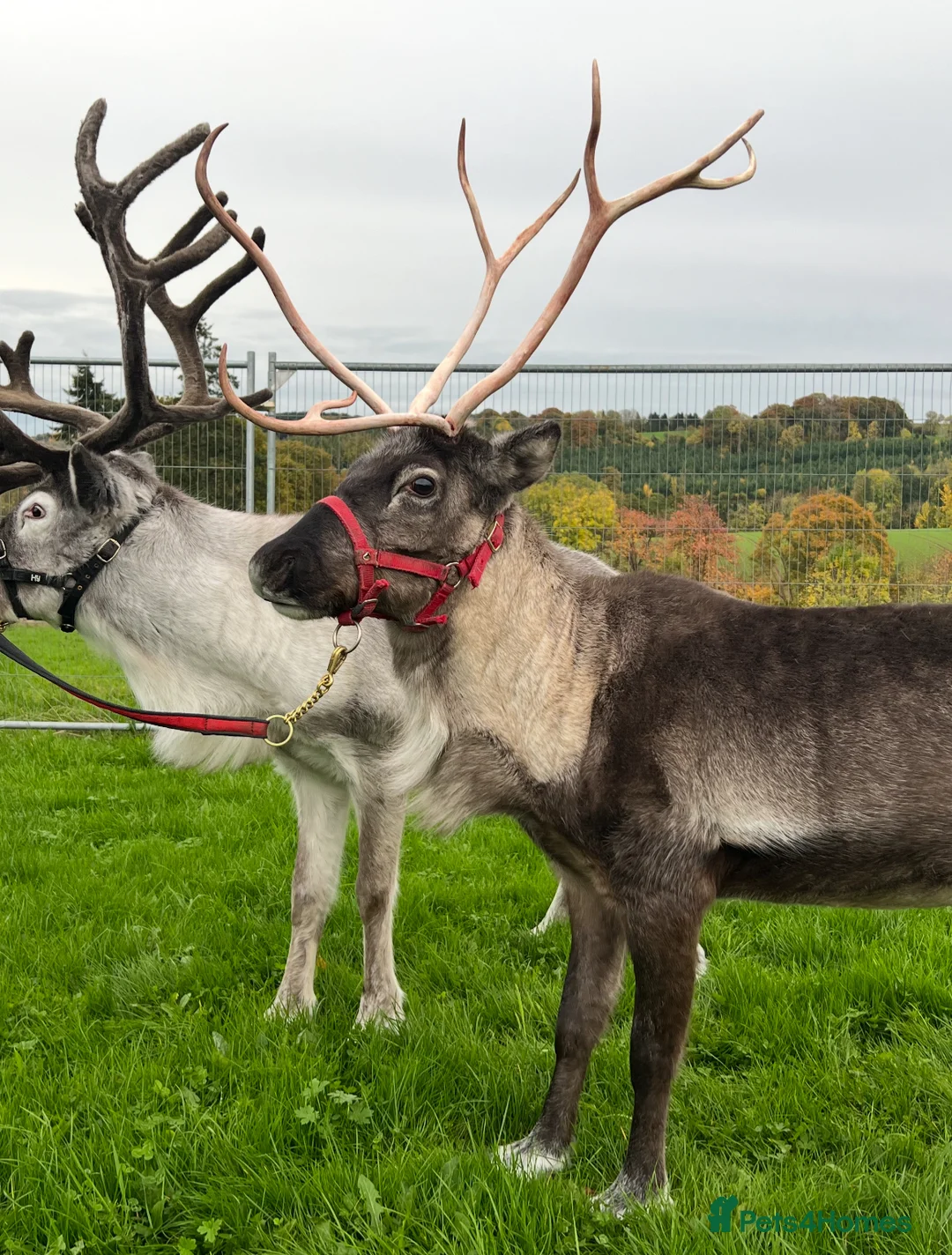 Mixed Breed livestock for sale: Reindeer for sale  - Advert 2