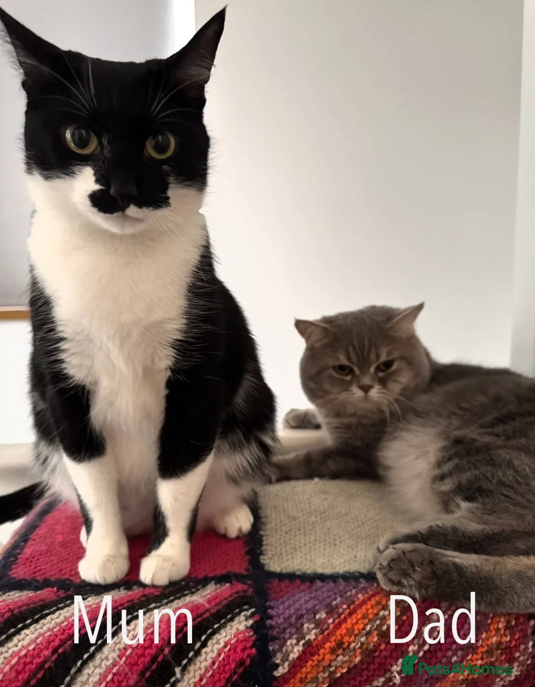 British Shorthair cats for sale: Adorable British Shorthair Cross Kitten. in Nottingham - Advert 6