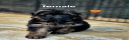 German Shepherd dogs for sale: Stunning KC reg long coat German shepherd puppies  - Advert 9