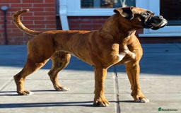 Boxer dogs for sale: Well bred Kc reg boxer puppy girl - Image 4