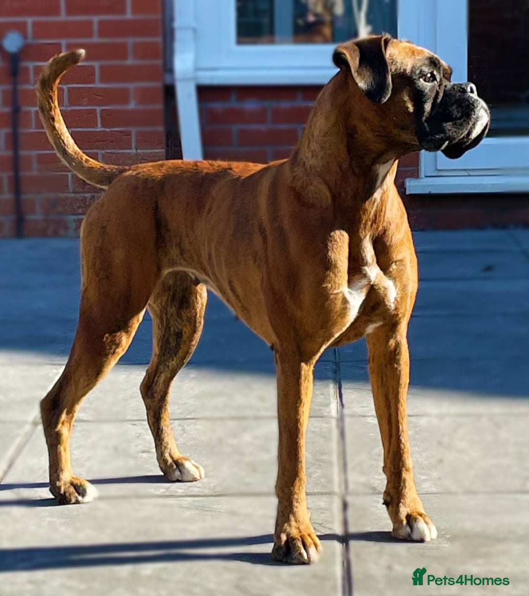 Boxer dogs for sale: Well bred Kc reg boxer puppy girl - Image 4