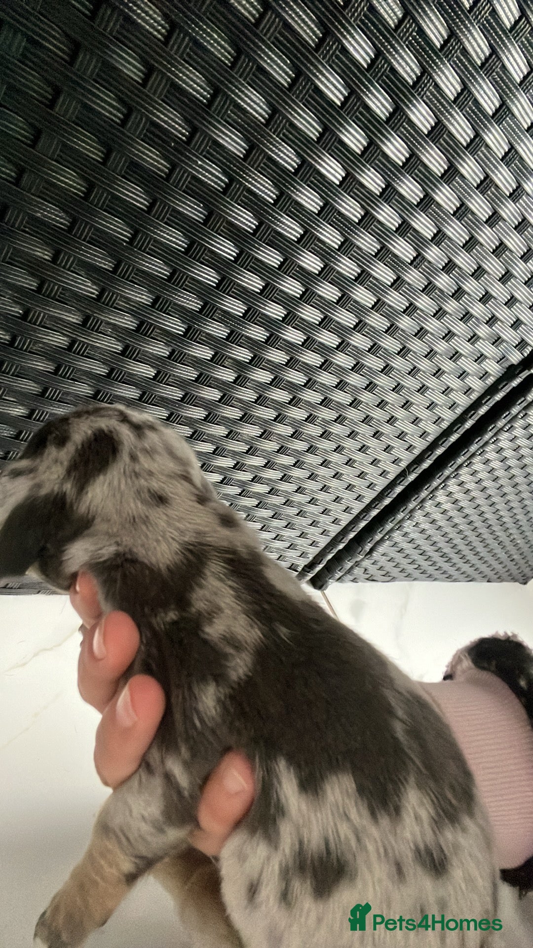 Dachshund dogs for sale: Dashounds  - Image 11