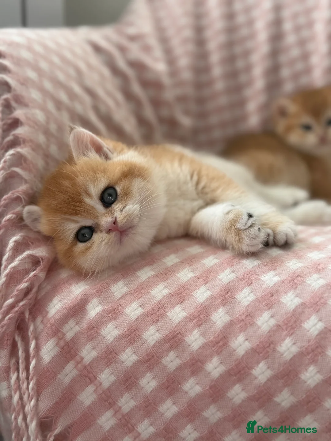 British Shorthair cats for sale: GCCF/TICA Stunning Golden BSH Chinchilla Kittens - Advert 2