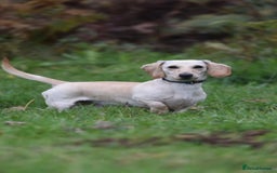 Miniature Dachshund dogs for stud: KC REG PRA CLEAR CREAM MINI SMOOTH BOY - Image 2