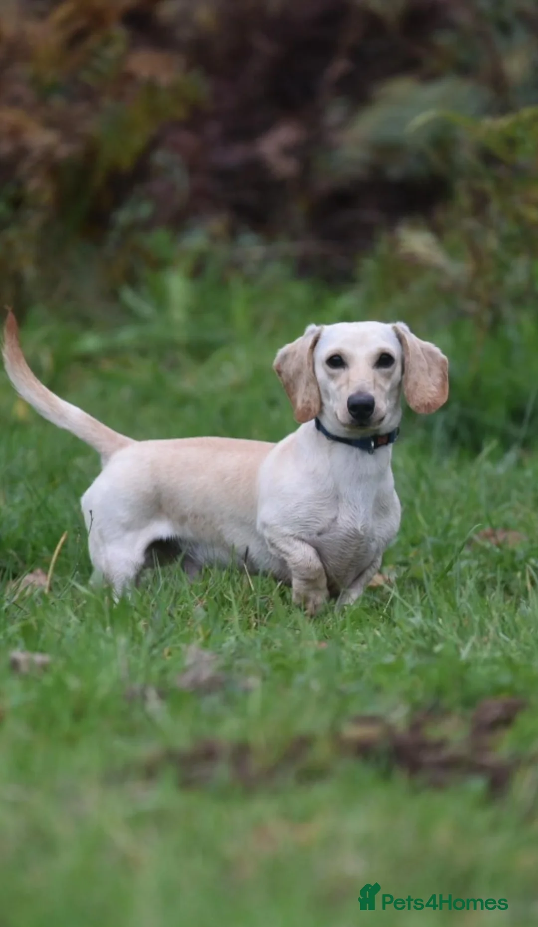 Miniature Dachshund dogs for stud: KC REG PRA CLEAR CREAM MINI SMOOTH BOY - Advert 2