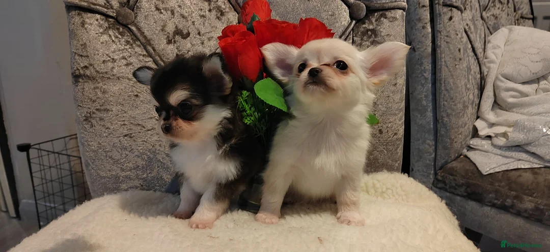 Chihuahua dogs for sale: Very beautiful husky markings chihuahua for sale - Advert 16