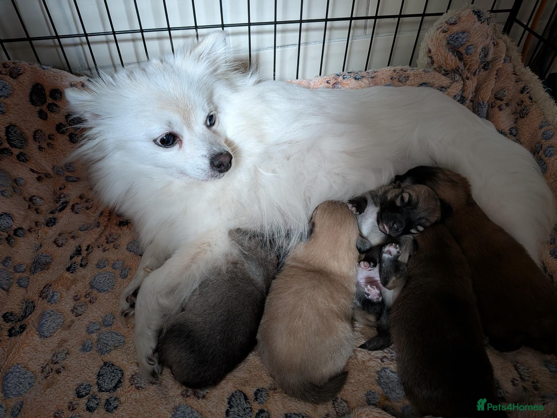 Mixed Breed dogs Beautiful Pomeranian X. Ready to go!  - Advert 17
