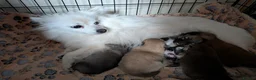 Mixed Breed dogs for sale: Beautiful Pomeranian X. Ready to go!  - Advert 1