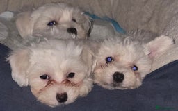 Bichon Frise dogs for sale: Bichon Maltese  - Image 4