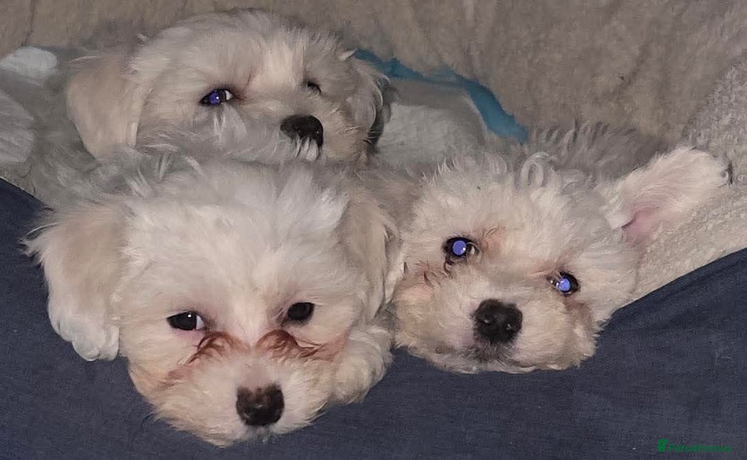 Bichon Frise dogs for sale: Bichon Maltese  - Image 4