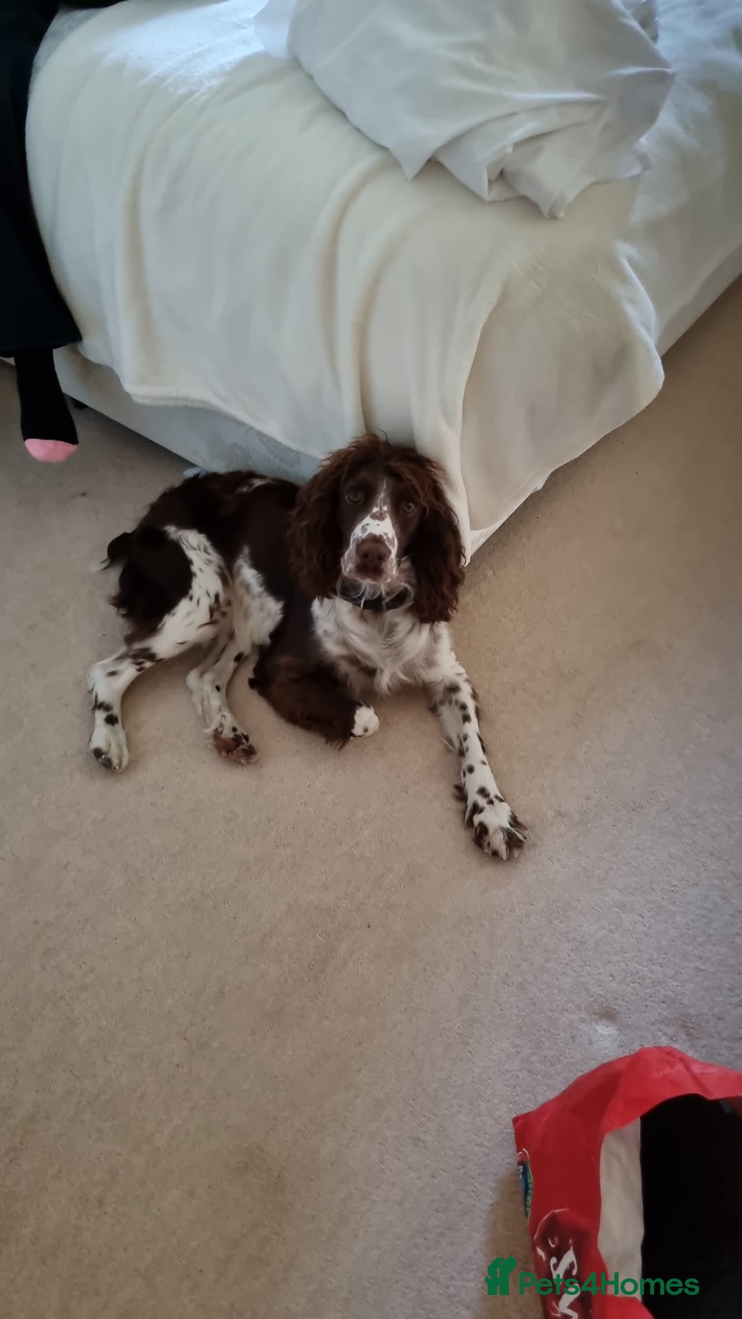English Springer Spaniel dogs for sale: English Springer Spaniel/Pont-Audemer spaniel - Advert 3