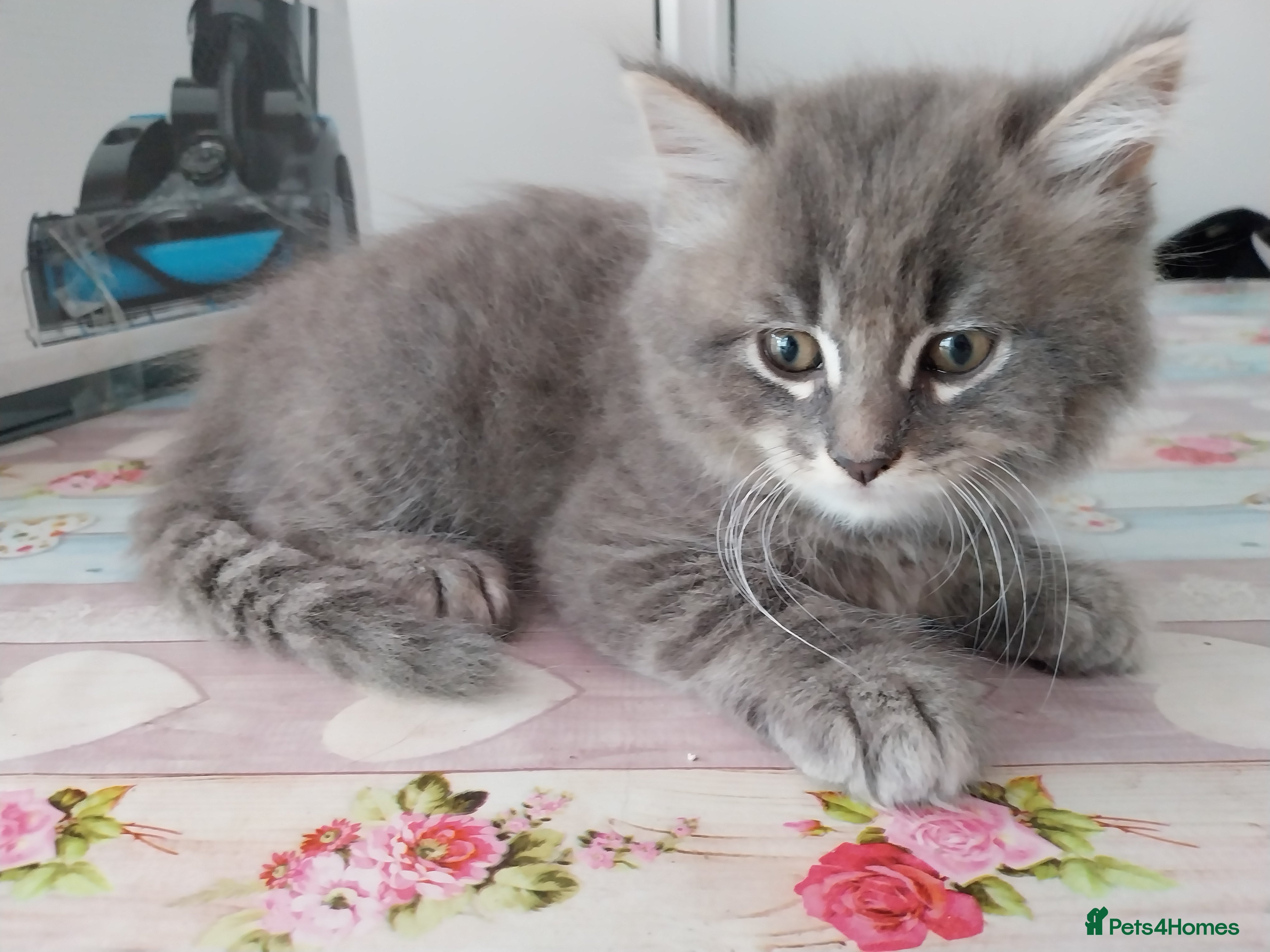 Mixed Breed cats for sale: Beautiful kittens looking for home  in Derby - Advert 1