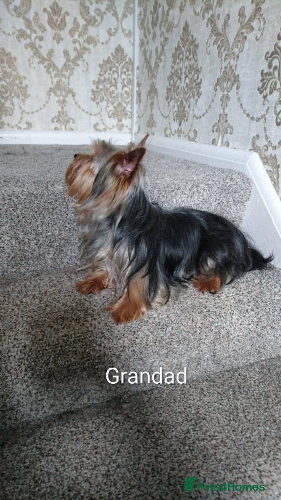 Yorkshire Terrier dogs for sale: TINY pedigree Girl - Advert 17
