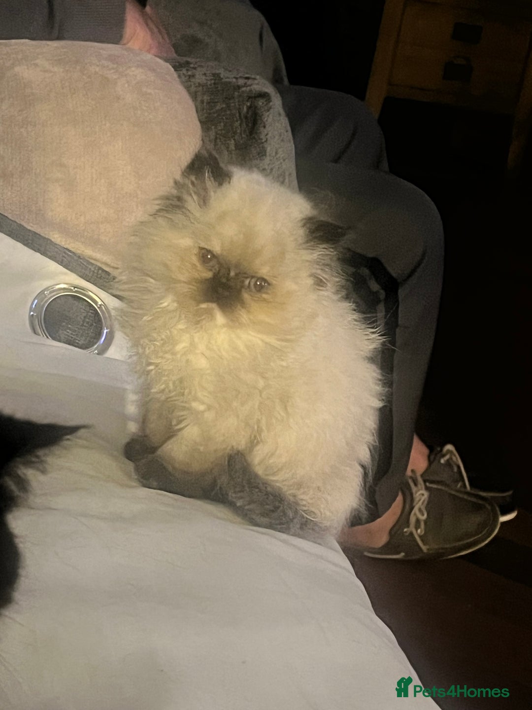 Persian cats for sale: Seal Colourpoint Persian Kittens - Image 12