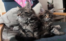 Maine Coon cats for sale: Maine coon x kittens for loving homes  in Canterbury - Image 5