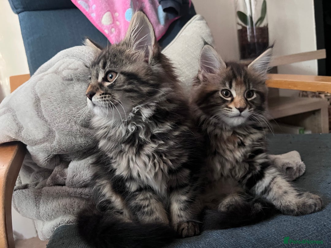 Maine Coon cats for sale: Maine coon x kittens for loving homes  in Canterbury - Image 5