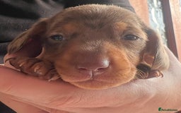 Dachshund dogs for sale: 7 Dachshund Puppies light & dark dapple and brown - Image 19