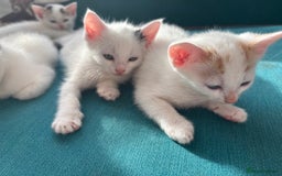 Mixed Breed cats for sale: 5 Adorable Fluffy White Playful Kittens  - Image 29