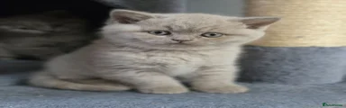 Friendly British Shorthair Girl