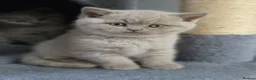 British Shorthair cats for sale: British Shorthair Kittens, 1 Boy & 2 Girls - Advert 12