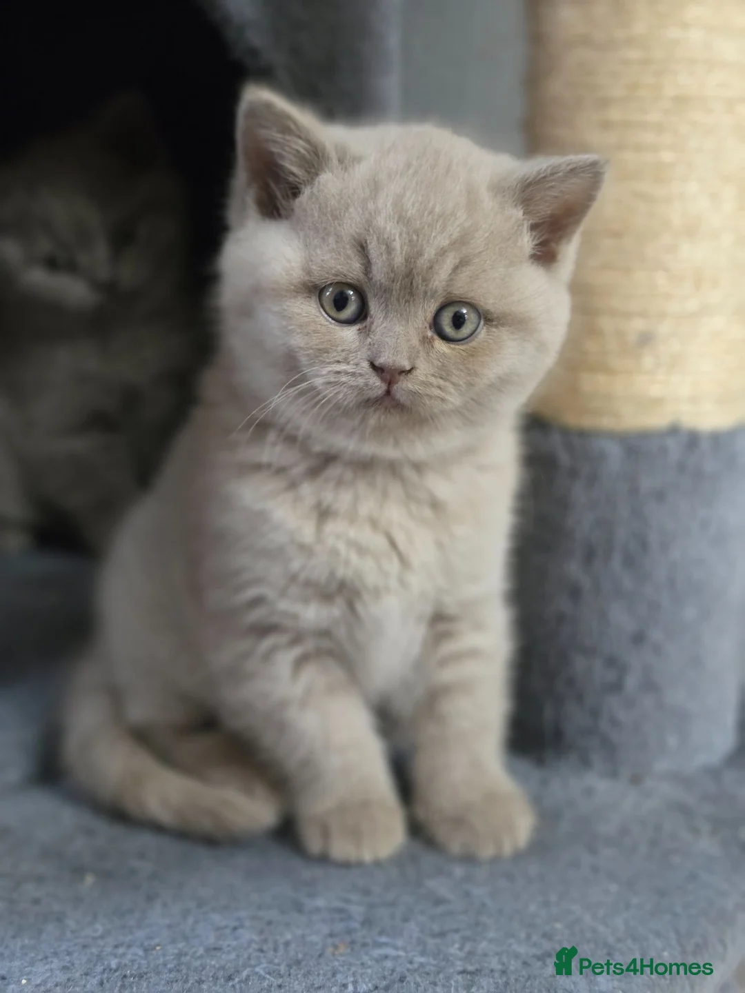 British Shorthair cats for sale: British Shorthair Kittens, 1 Boy & 2 Girls - Advert 29
