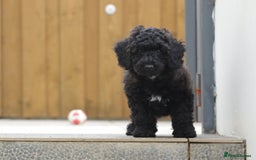 Poochon dogs for sale: F1 Poochon puppy for sale - Image 17