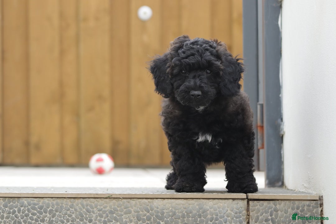 Poochon dogs for sale: F1 Poochon puppy for sale - Image 17