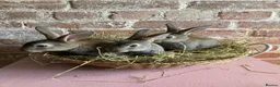 Rex rabbits for sale: Mini Rex Bucks  in Lincoln - Advert 13