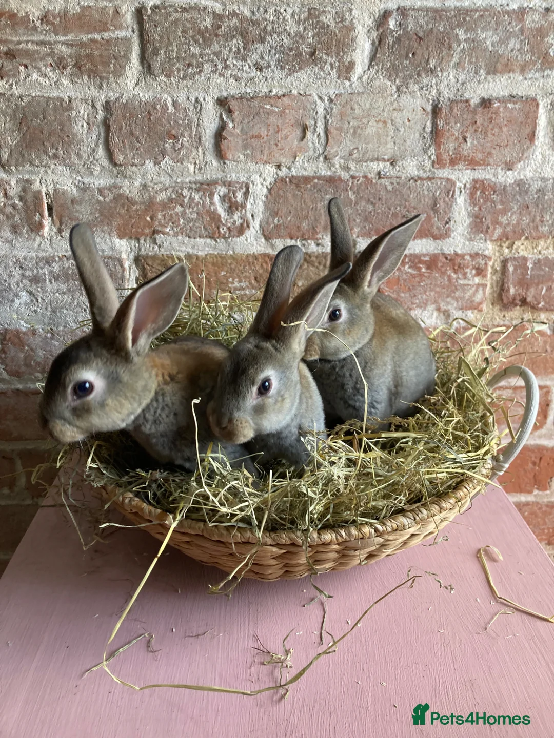 Rex rabbits for sale: Mini Rex Bucks  in Lincoln - Advert 13