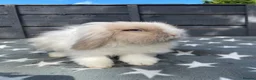 Mini Lion Lop rabbits for sale: 2 Beautiful Mini Lion Lop Boys - Advert 8