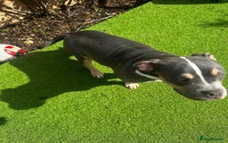 Mixed Breed dogs for sale: Milo staff x French bulldog - Image 4