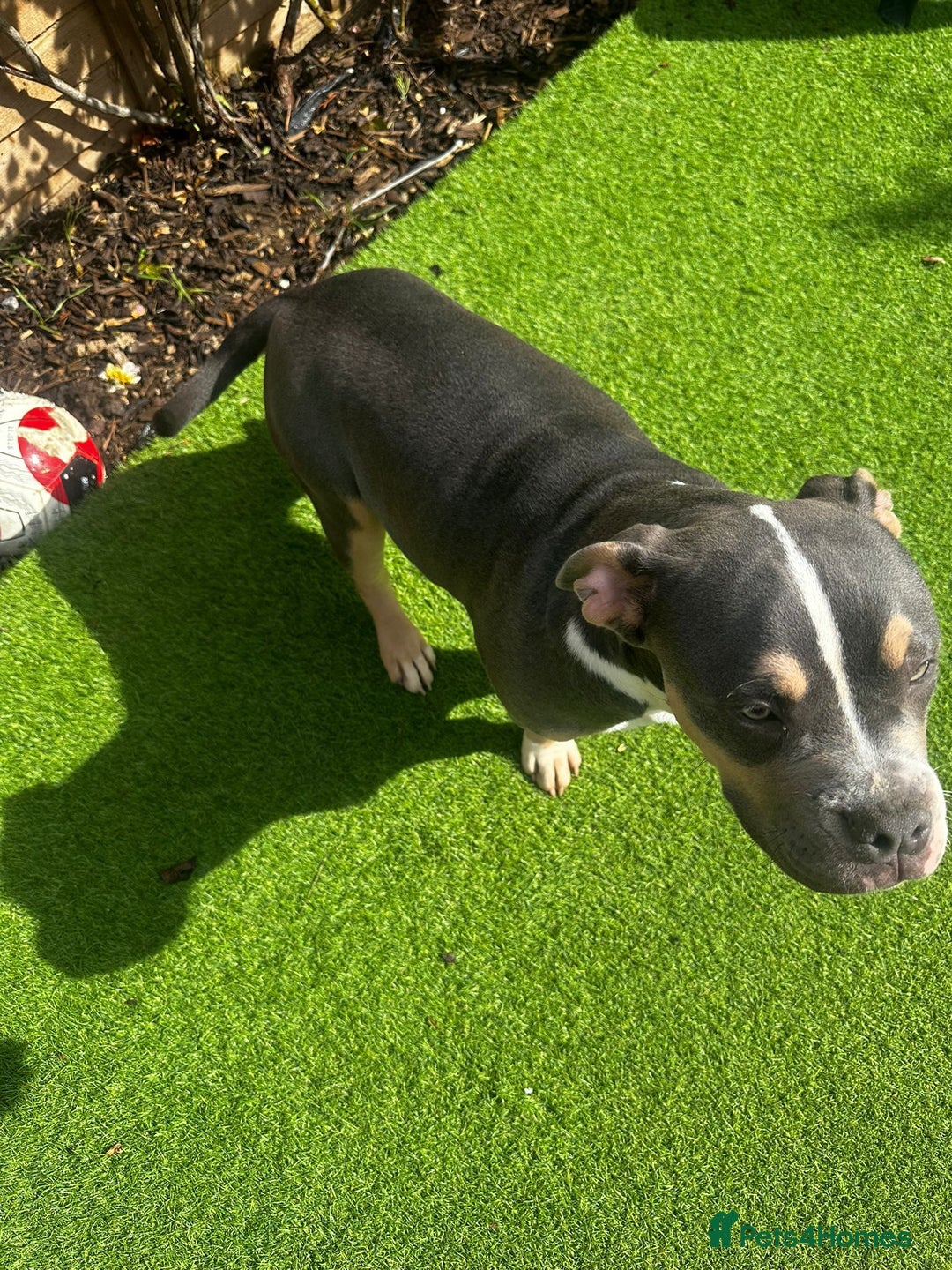 Mixed Breed dogs for sale: Milo staff x French bulldog - Image 4