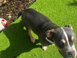 Mixed Breed dogs - Advert 6