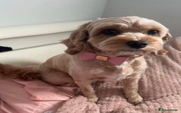 Cavapoo dogs for sale: The Cutest F1B Cavapoo Puppies For Sale! - Image 6