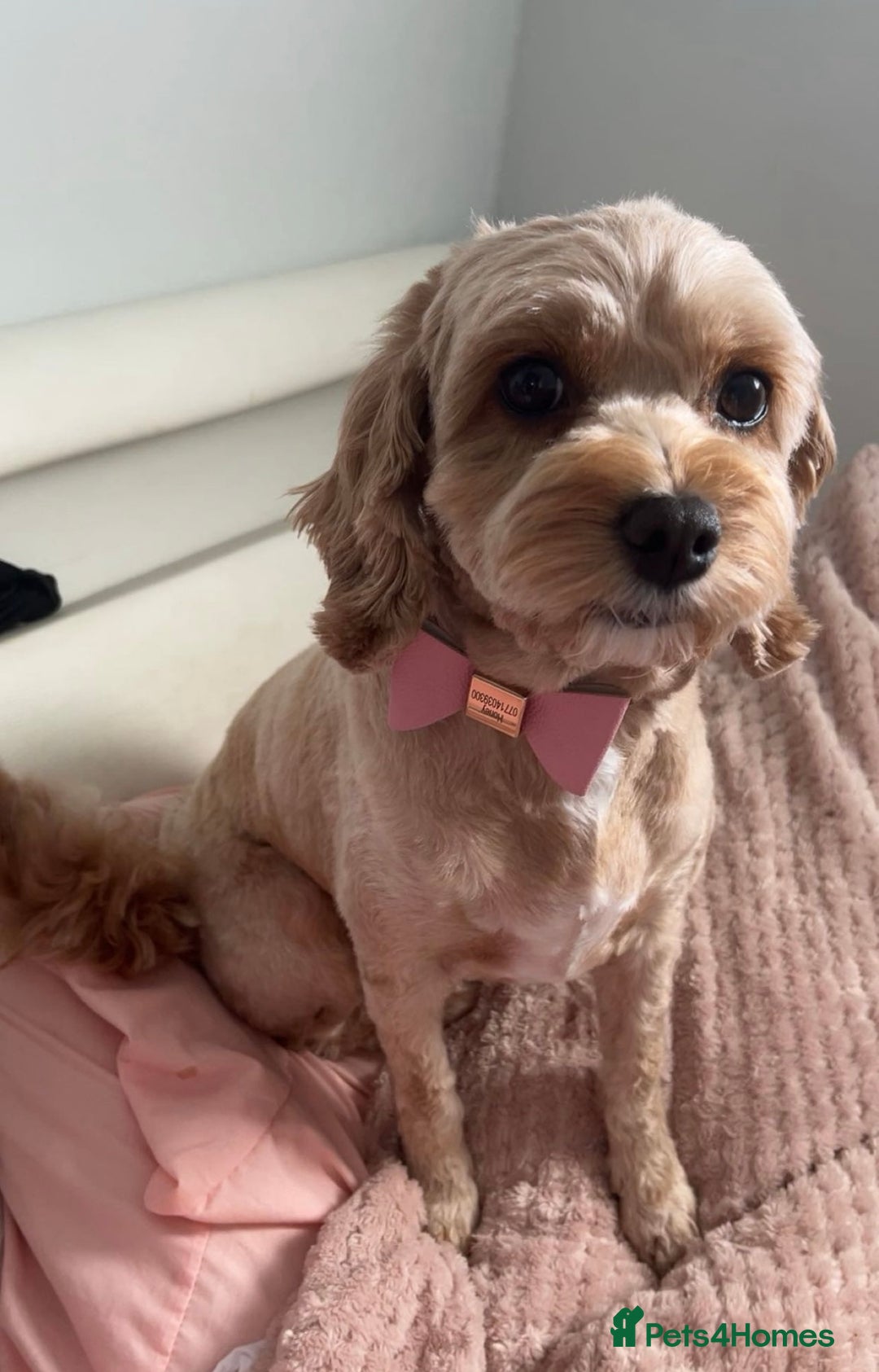 Cavapoo dogs for sale: The Cutest F1B Cavapoo Puppies For Sale! - Image 6