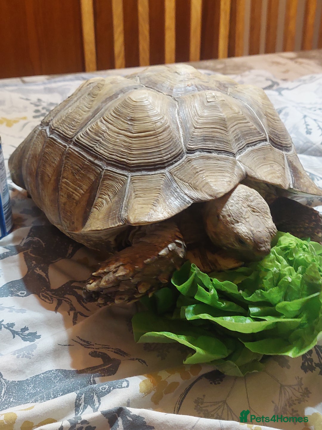Tortoise reptiles for sale: Large Female Sulcata - Advert 6