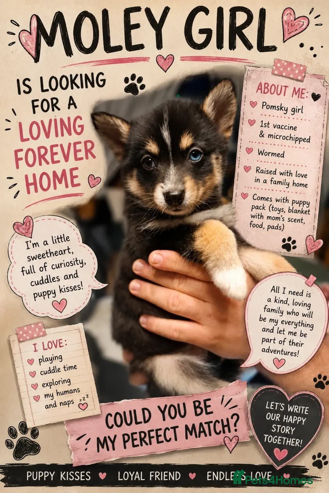 Pomsky dogs Beautiful Pomsky 1 Girl Available - Advert 4