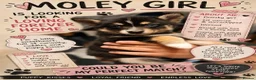 Pomsky dogs for sale: Beautiful Pomsky 1 Girl Available - Advert 4
