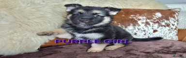 PURPLE COLLAR
