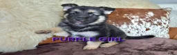 Shepsky dogs for sale: Stunning German Shepherd × Husky/Akita Puppies  in Much Wenlock - Advert 4