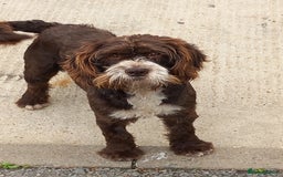 Cockapoo dogs for sale: Cockapoo dog - Advert 1