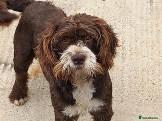 Cockapoo dogs Cockapoo dog - Advert 1