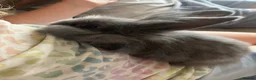Lionhead rabbits for sale: Double maned lionheads babies  - Advert 7