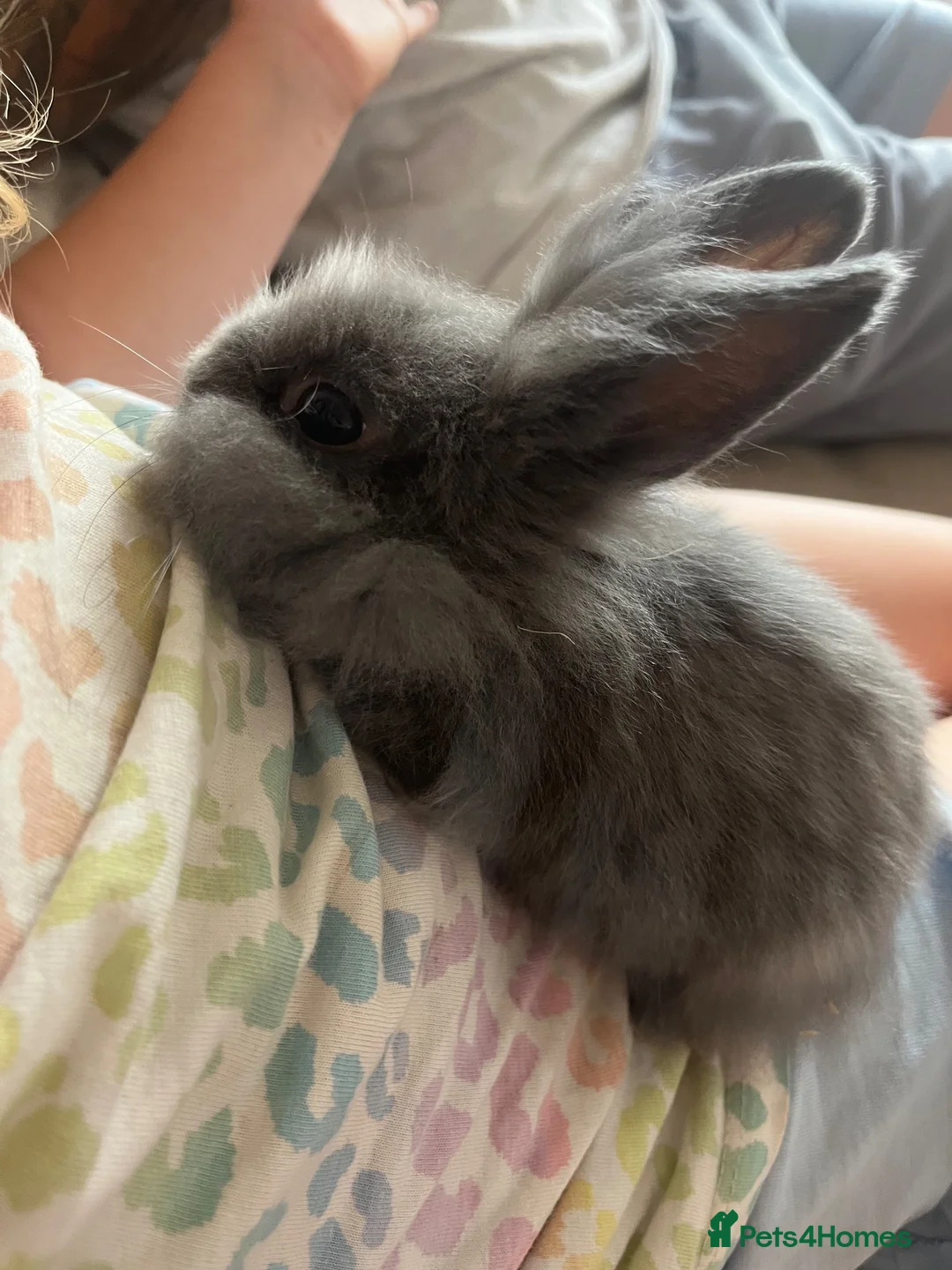 Lionhead rabbits for sale: Double maned lionheads babies  - Advert 7