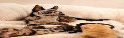 Chihuahua dogs for sale: Chihuahuas *Stunning Litter* Rare and Tiny - Advert 2